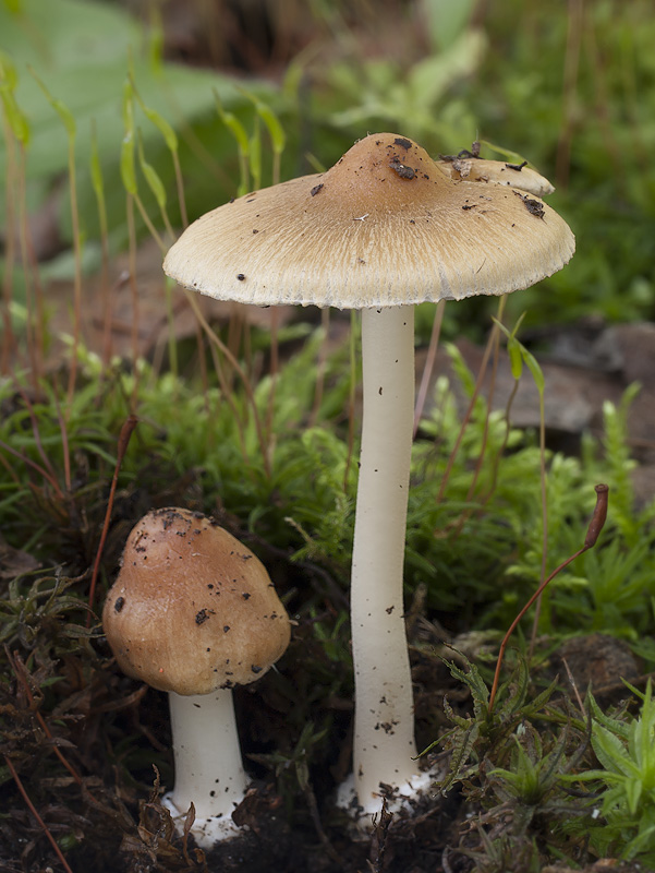 Inocybe mixtilis